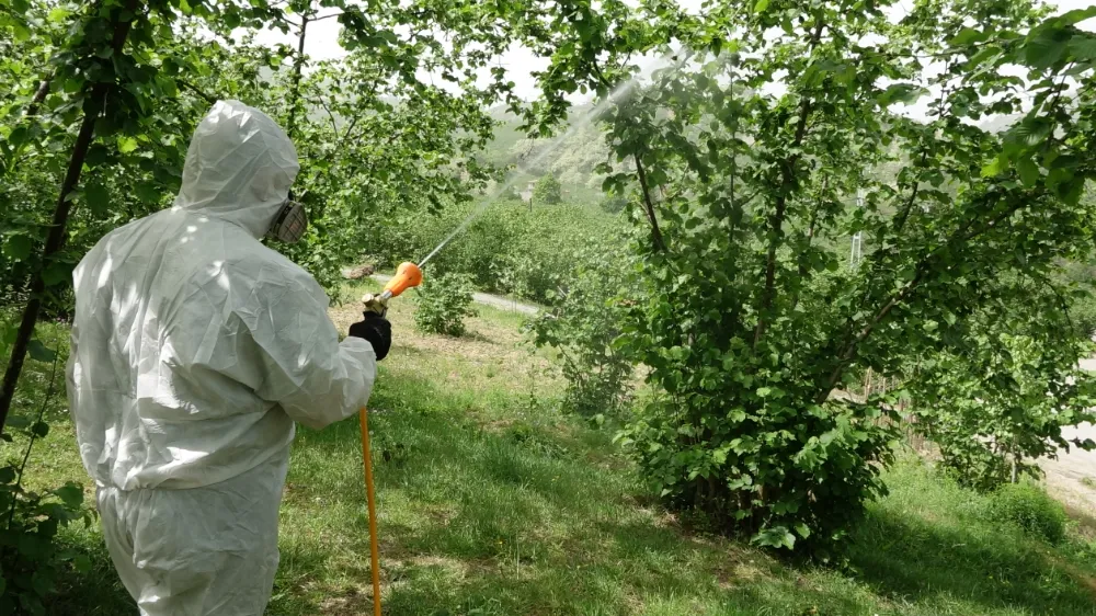Fındıkta üçlü zarar; 250 bin ton kayıp