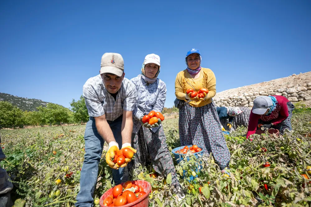 Mersin Belediyesi üreticiye hibeli domates fidesi desteği verdi
