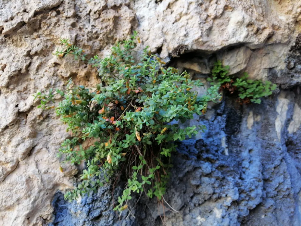 Malatya’nın Gizli Hazinesi: Şifa Saçan Bitki