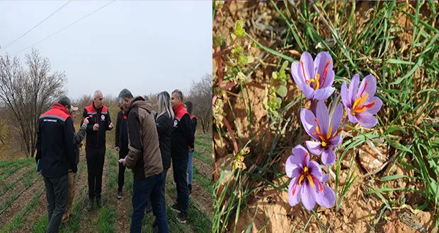 Yarımcahan’da Safran Atağı: Dekarda 900 Gram Başarı