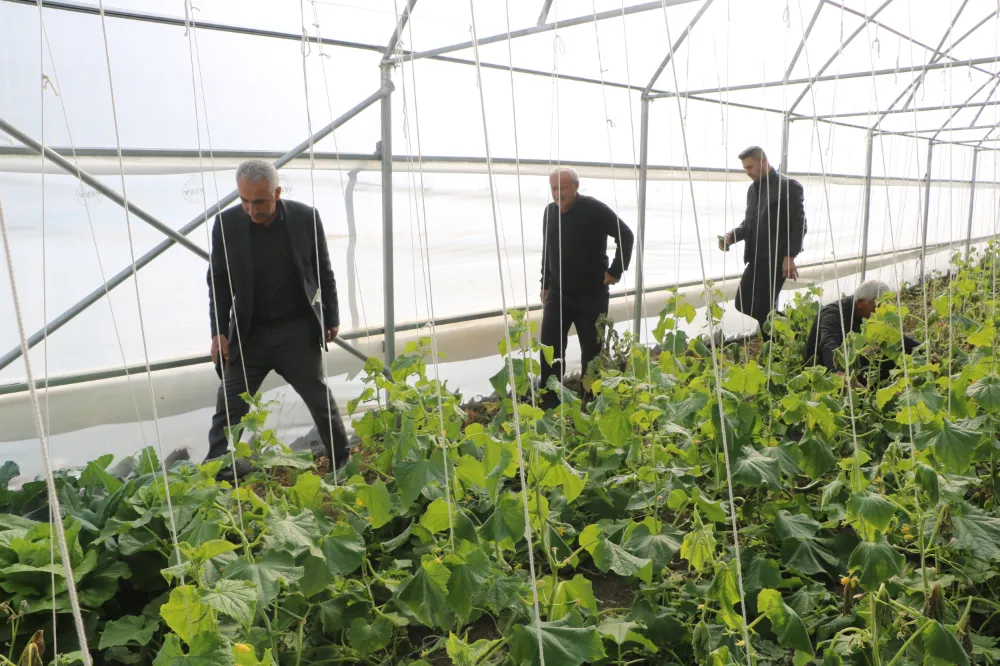 Terör nedeniyle terk ettikleri köylerine dönüp üretime başladılar