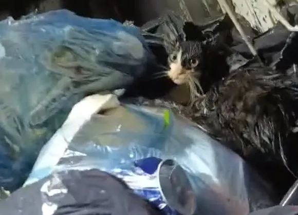 Kediyi poşete koyup çöp konteynerine atmışlar