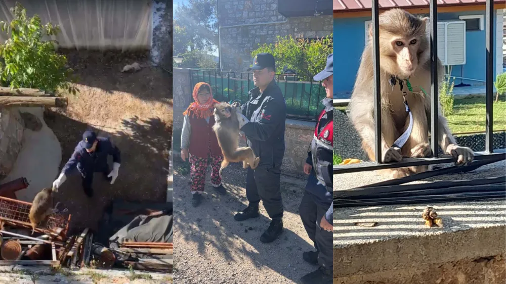 Sokağa çıkan maymun,jandarma ekiplerini epey uğraştırdı