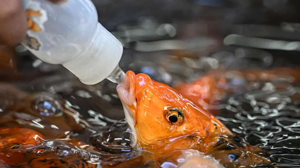 Baby Fish’ler kapanıyor; koi balıkları için yaşam alanı aranıyor