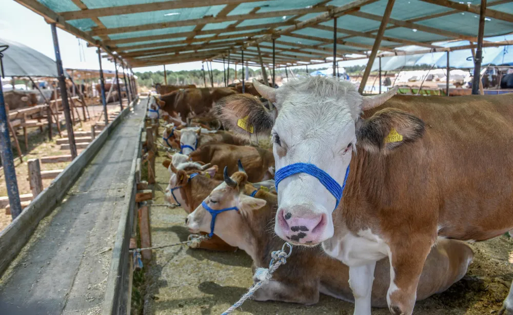 Kurbanlık satış ilanları arttı ; İnternetten kurbanlık alırken dolandırılmayın