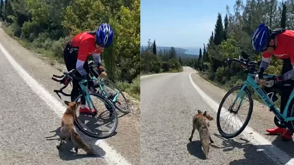 Doğa sporcusu aç kalan tilkiyi elleriyle besledi