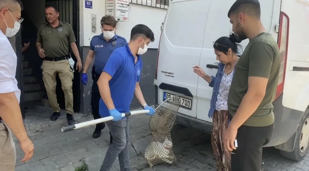 Aydın