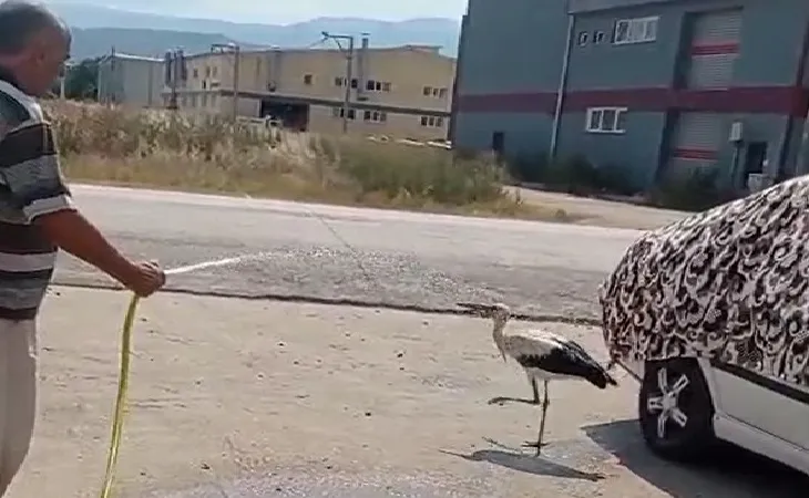 Sıcaktan bunalan leyleği hortumla su sıkarak serinletti