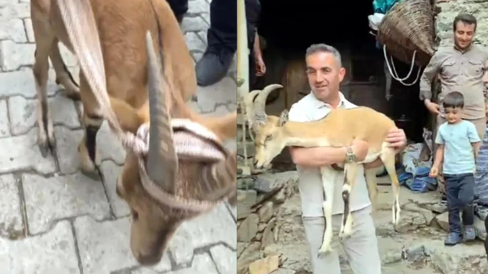 Yaylada bitkin halde bulunan dağ keçisi, bakıma alındı