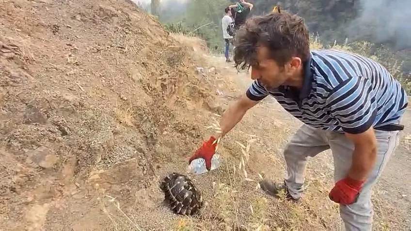  Yangından kurtardığı kaplumbağayı su dökerek kendine getirdi