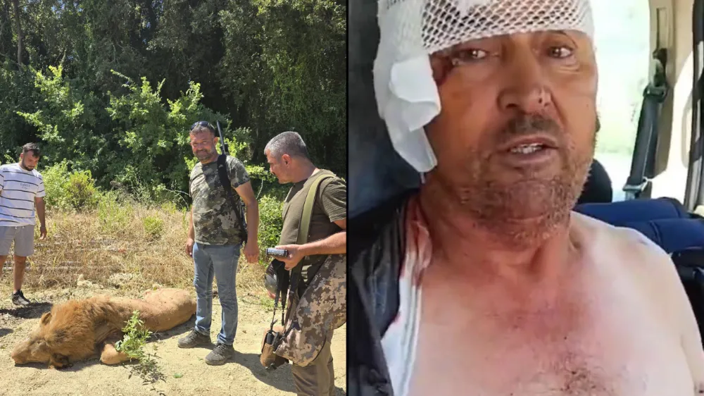 Hayvan parkından kaçan aslan öldürüldü, saldırdığı kişi yaralandı 
