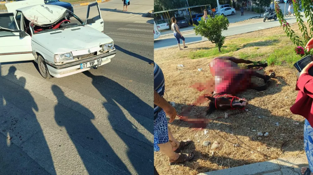 Otomobil,sahilde aniden yola çıkan ata çarptı ; 3 yaralı