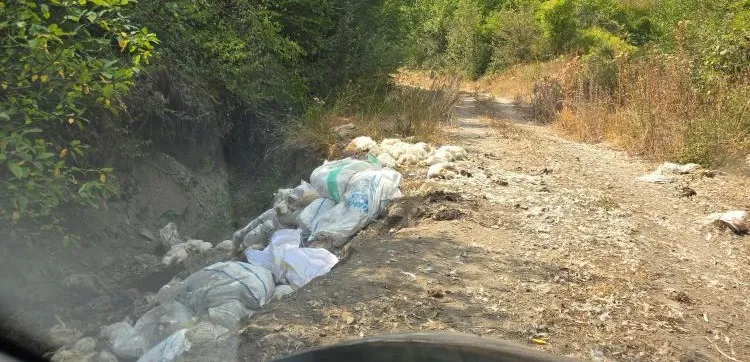 Bolu