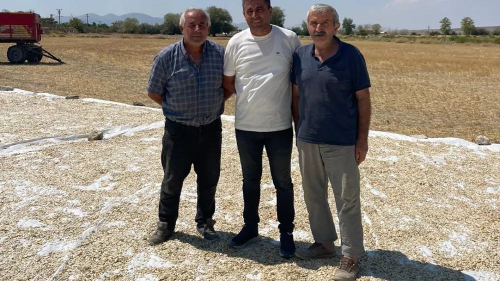 Polatlı’da kabak çekirdeği hasadı başladı