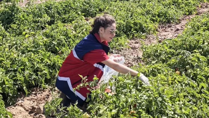 Niğde’de hasat öncesi pestisit denetimi
