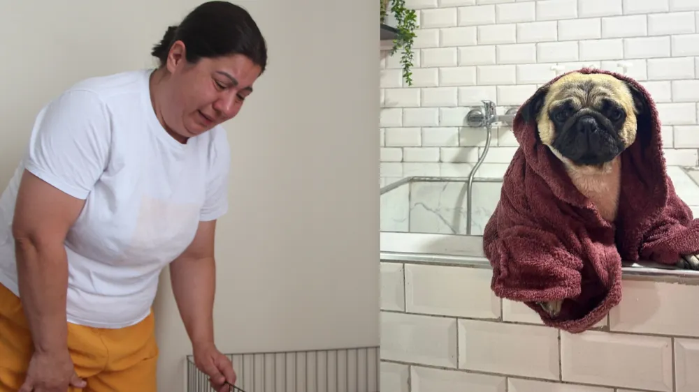 Tatile giderken pet otele bıraktığı köpeği ölünce davacı oldu